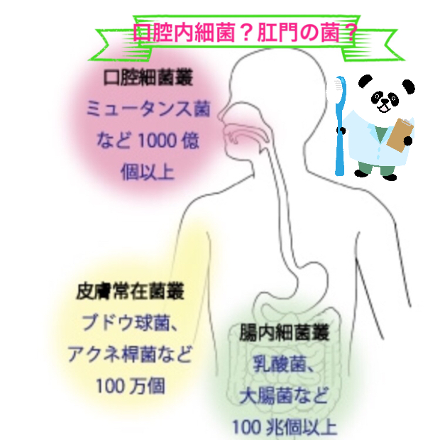 肛門よりも汚い、口腔内細菌⁈